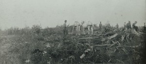 Clearing land in Reynoldston for farming.